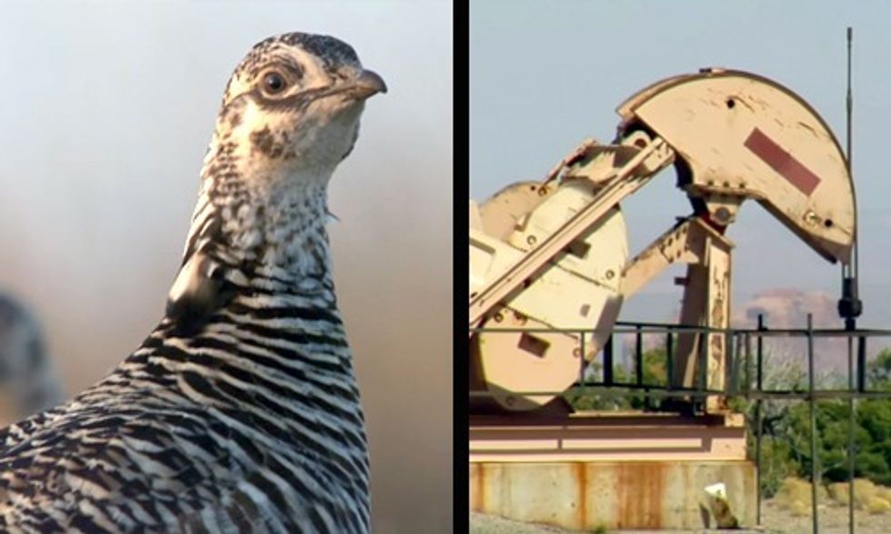 U.S. Government vs. Big Oil in the Fight Over a Chicken