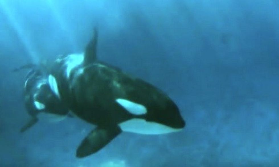 SeaWorld Orca Too 'Depressed' to Nurse Her Calf + 7 Other Reasons Killer Whales Should Not Be Captive