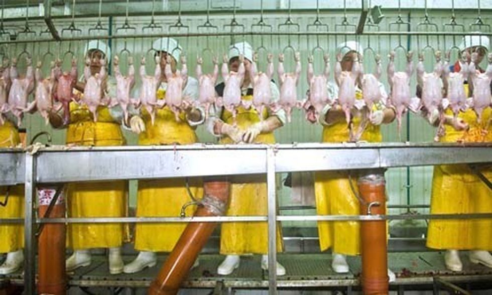 The Human Cost of Cheap Chicken