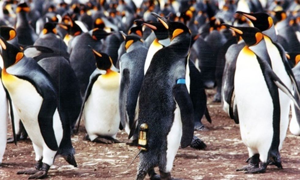 Climate Change ‘A Serious Threat’ to King Penguins, Study Warns