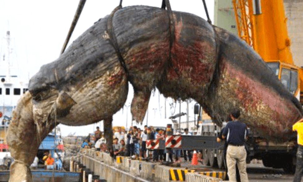 Plastic Bags and Fishing Nets Found in Stomach of Dead Whale