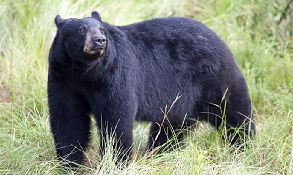 295 Bears Killed in Florida’s First Black Bear Hunt in Decades
