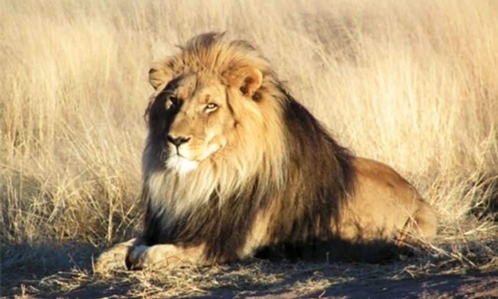 Illegal Hunter Mauled to Death by African Lion