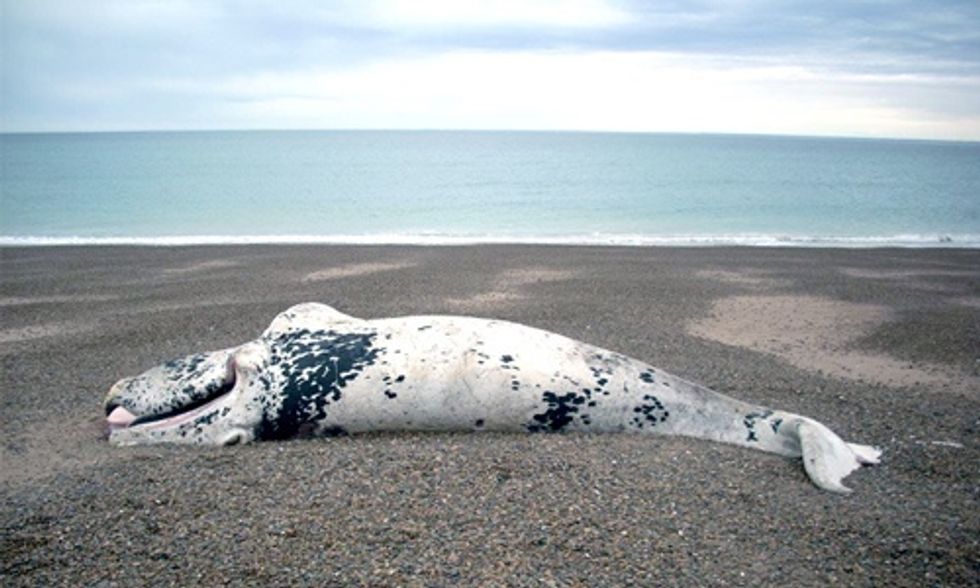 Algal Blooms Linked to Largest Die-Off of Great Whales Ever Recorded