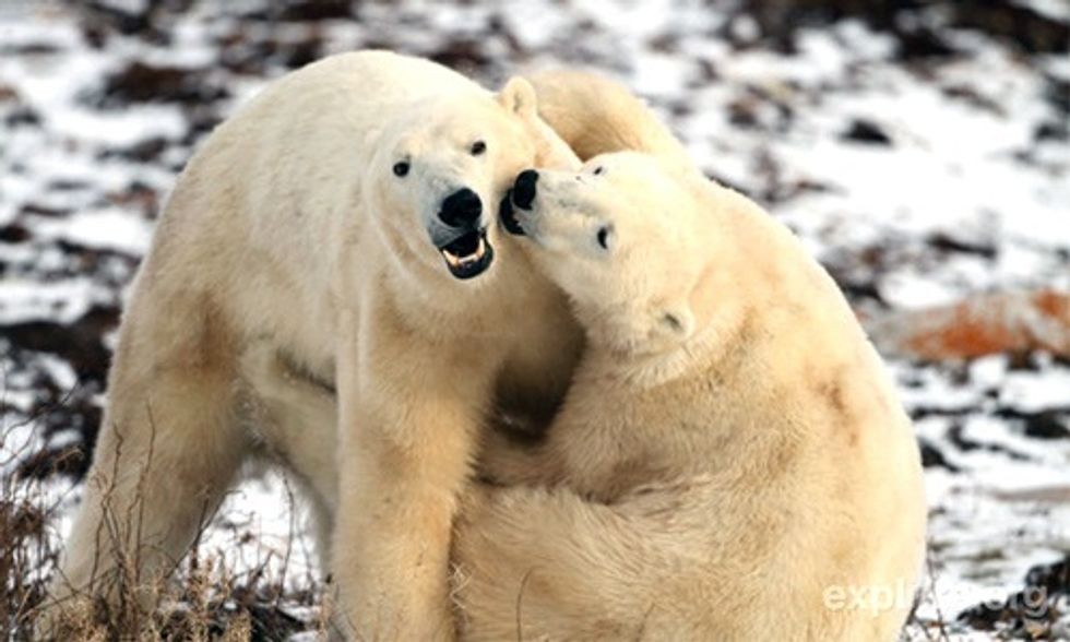 Watch Live as Polar Bears Congregate Waiting for Sea Ice to Form