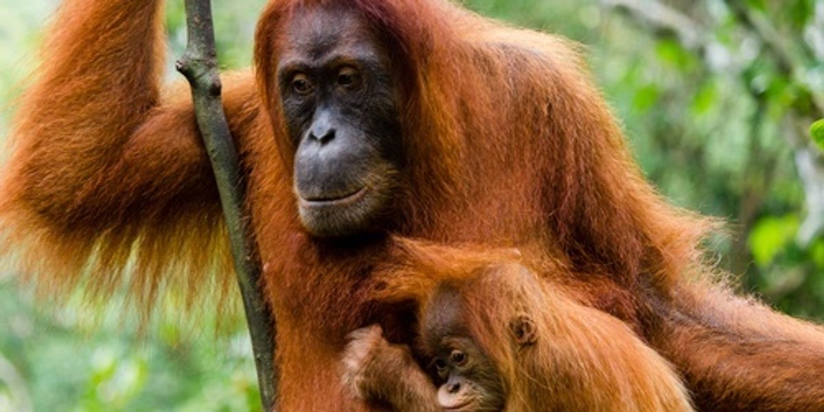 One Third of World s Orangutans at Risk From Fires in 