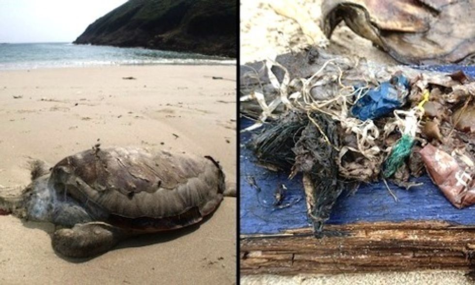 Shocking Photos of Green Sea Turtle Killed by Ingesting Plastics and Other Marine Litter