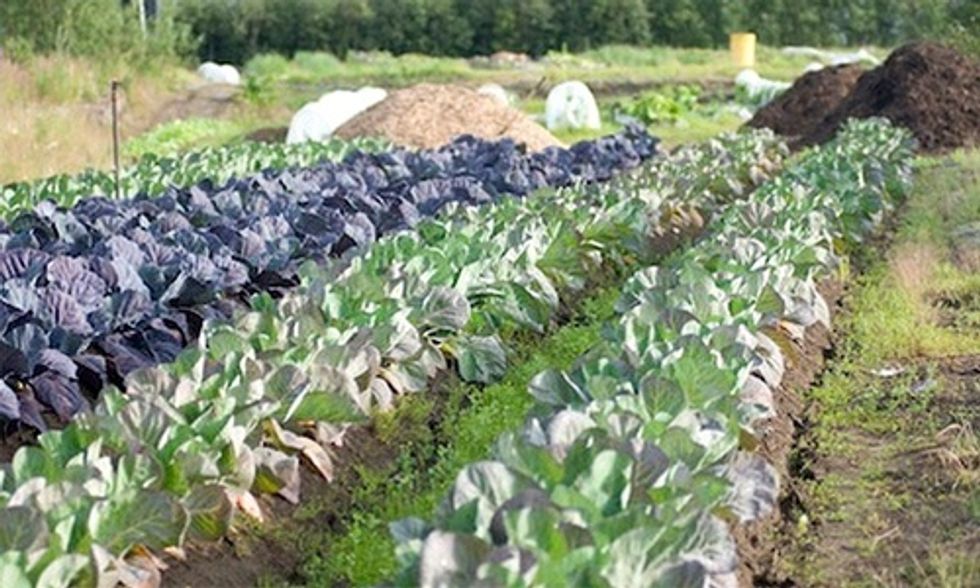 Alaskan Farmer Turns Icy Patch of Tundra Into Booming Organic Farm