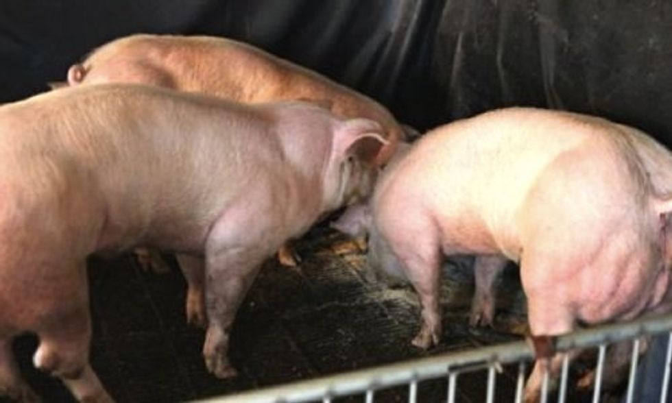 Is GMO Pork the Future of Our Food?