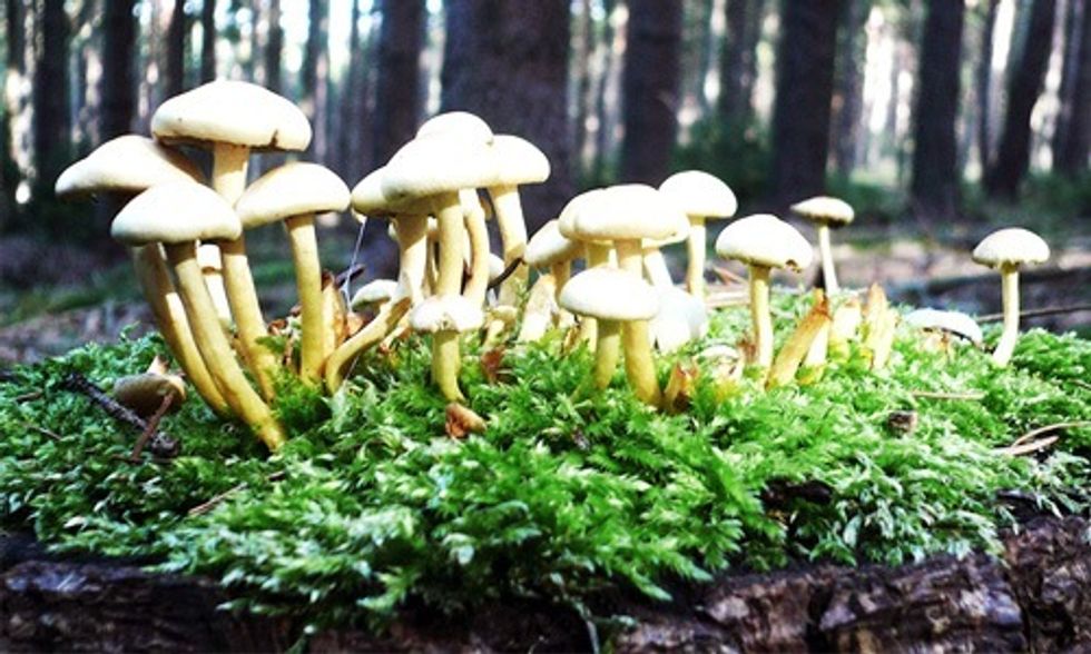 The Mystical Powers of Mushrooms