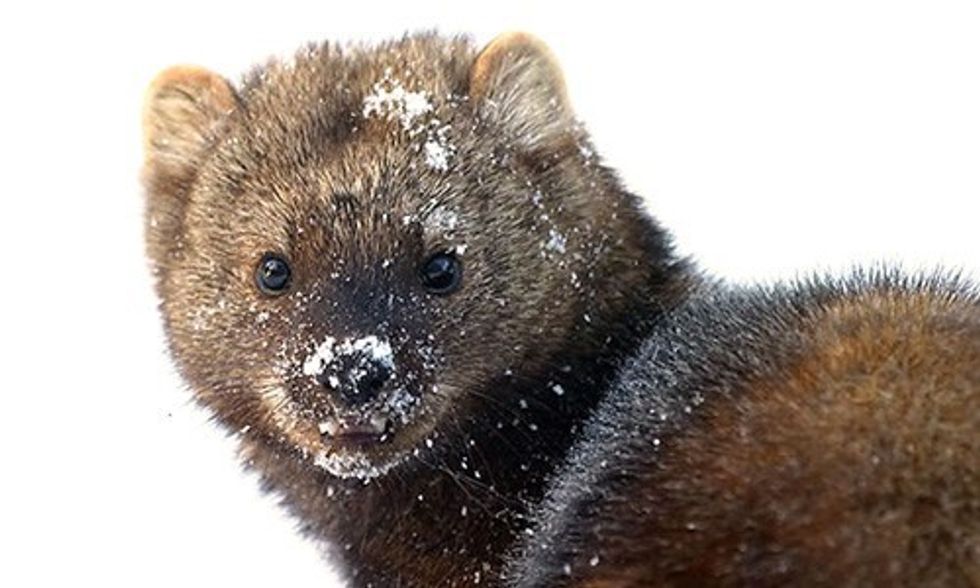 Illegal Pot Farms Are 'Silently Killing' Endangered Wildlife