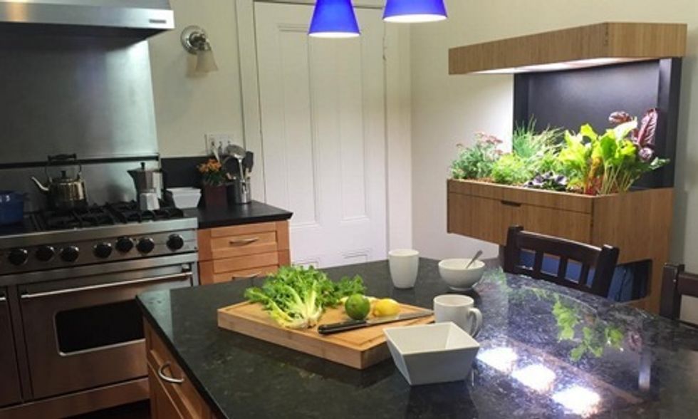 Indoor Veggie Garden Lets You Grow Your Own Food Right in Your Kitchen