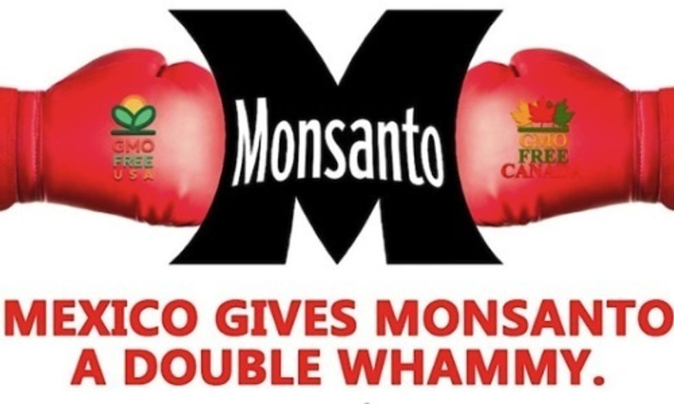 Monsanto Handed 'Double Whammy' by Mexican Courts Over Planting GMOs