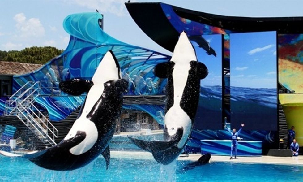 SeaWorld to End Killer Whale Shows in Wake of Mounting Protests