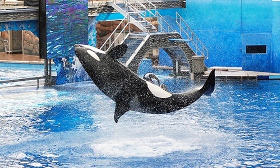 No, SeaWorld Is Not Phasing Out Orca Shows