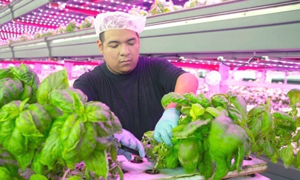 An Organic Indoor Vertical Farm May Be Coming to a City Near You
