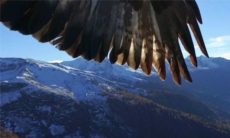 Watch This Eagle Snatch a Drone in Mid-Air
