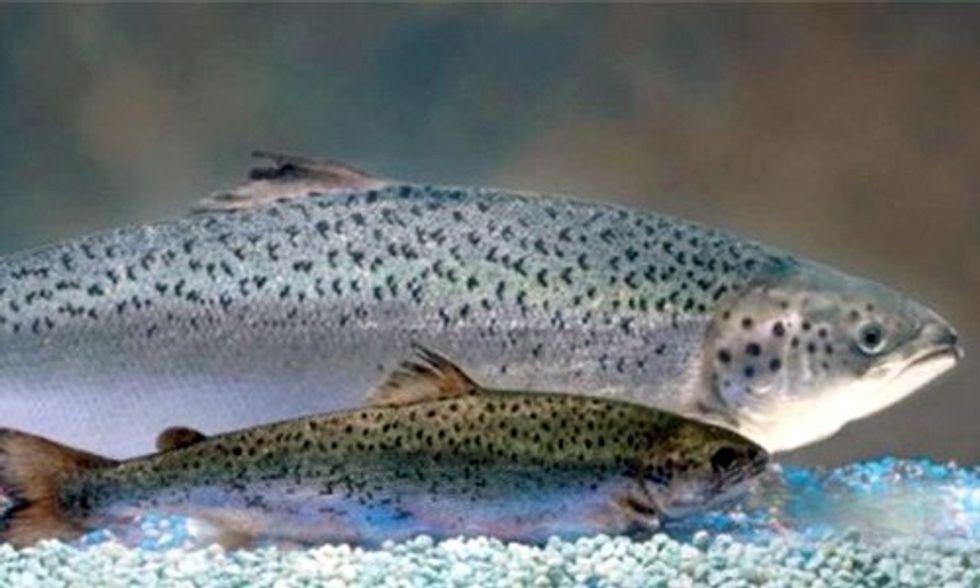 FDA Approves Genetically Engineered Salmon Despite Widespread Opposition