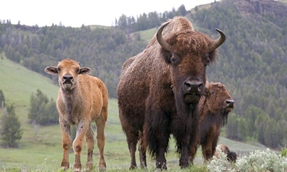 Yellowstone National Park Proposes Slaughtering 1,000 Wild Bison