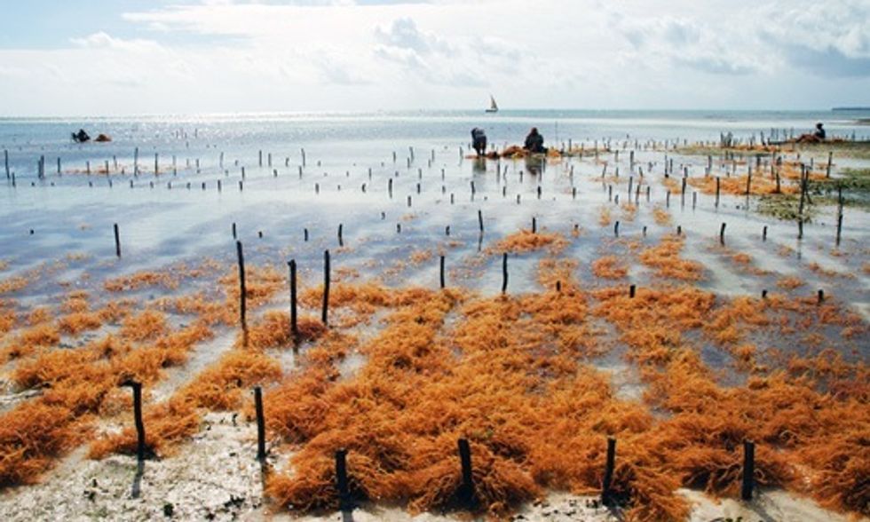 Why is Carrageenan Important?