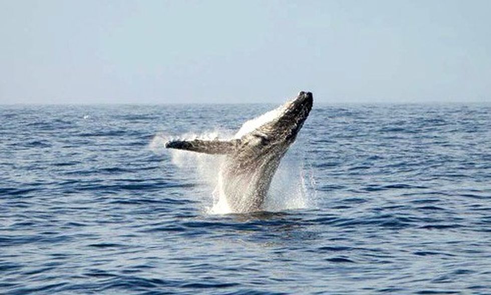 Landmark Ruling Finds Japanese Whalers Guilty of Contempt of Court