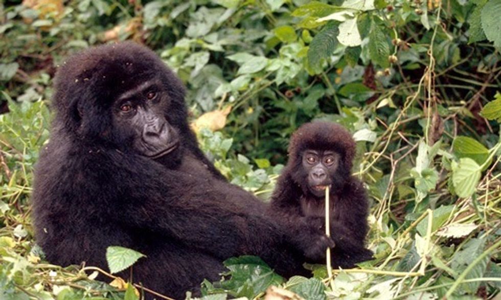 Stopping Illegal Logging Will Protect Endangered Species While Saving American Jobs
