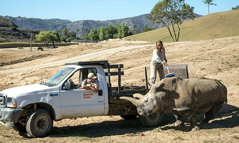 Only 3 Northern White Rhinos Left on Earth After Death of Nola at San Diego Zoo