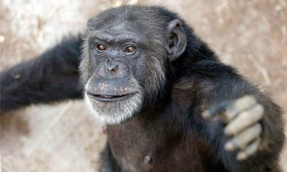 Huge Victory: U.S. Government Slams Door on Invasive Experiments on Chimps