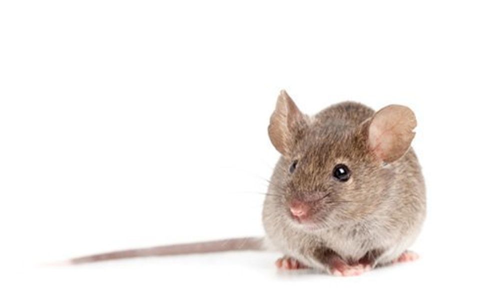 8 Grossest Things the FDA Allows in Your Food