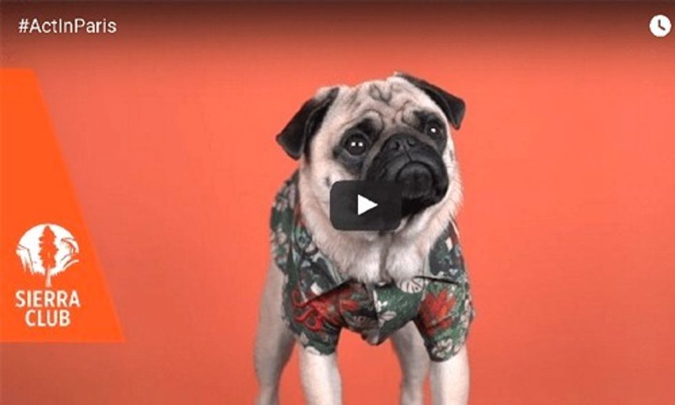This Pug is Ready for the Paris Climate Talks. Are You?