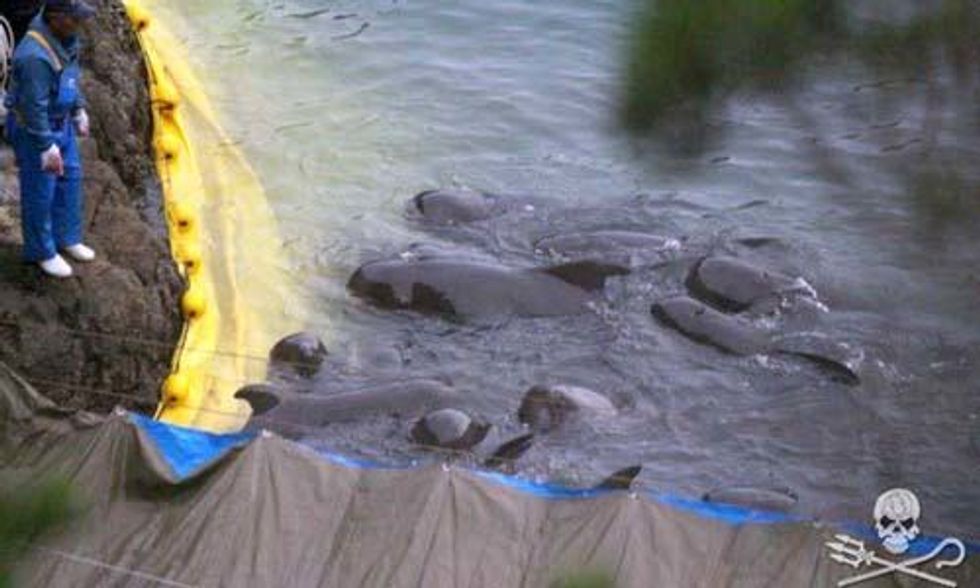 Extremely Disturbing Video Shows Pilot Whale Being Tied and Drowned by Taiji Hunters