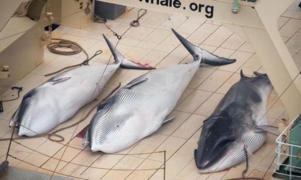 Sea Shepherd Condemns Japan's Plan to Slaughter 4,000 Minke Whales