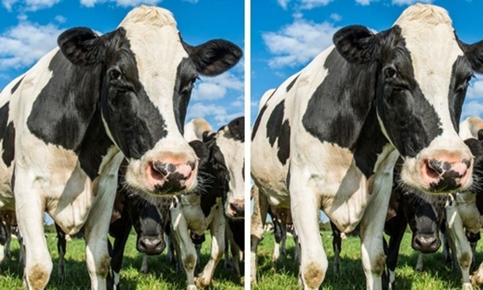 China to Clone 1 Million Cows a Year to Meet Country's Rising Demand for Beef