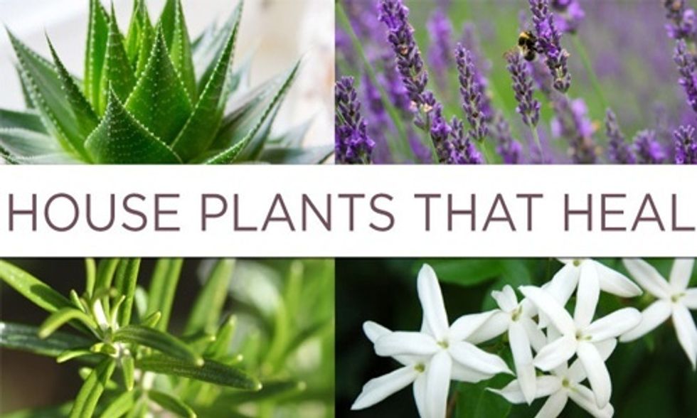 6 House Plants That Can Dramatically Improve Your Health