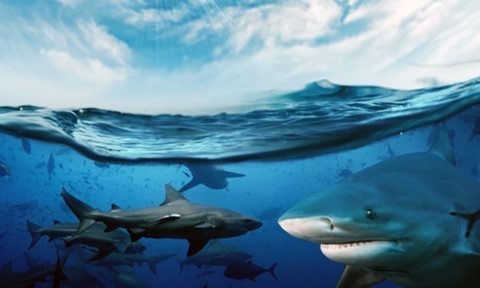 Why Do We Kill 100 Million Sharks Each Year?