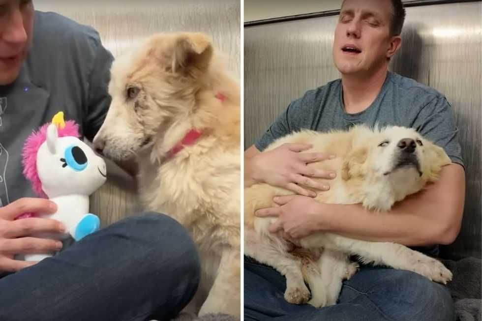 Shelter dog doesn't know what to do with her first toy but melts when offered affection