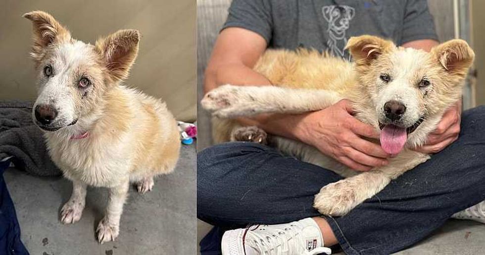 shelter dog, rescue dog, rocky kanaka, pets, dogs, stray dog