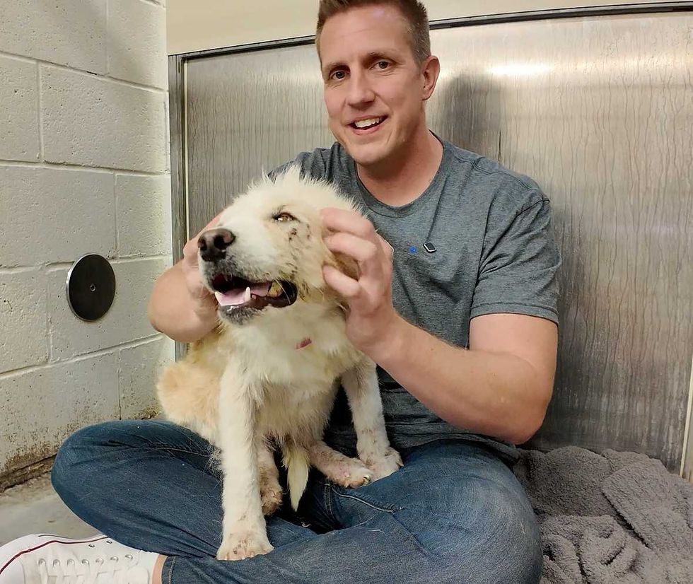 shelter dog, rescue dog, rocky kanaka, pets, dogs, stray dog