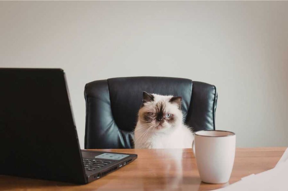 cats; cats stealing spot; cats in chair; cats stealing chair; animals; pets