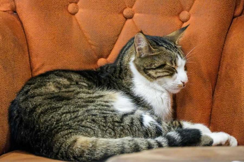 cats; cats stealing spot; cats in chair; cats stealing chair; animals; pets