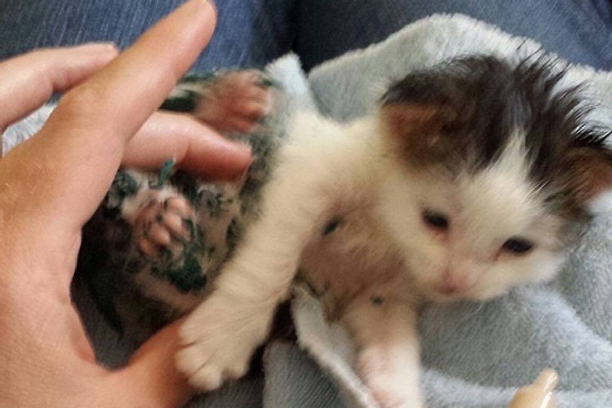 They Try to Find the Hero Who Saved Paint-covered Kitten in Dumpster