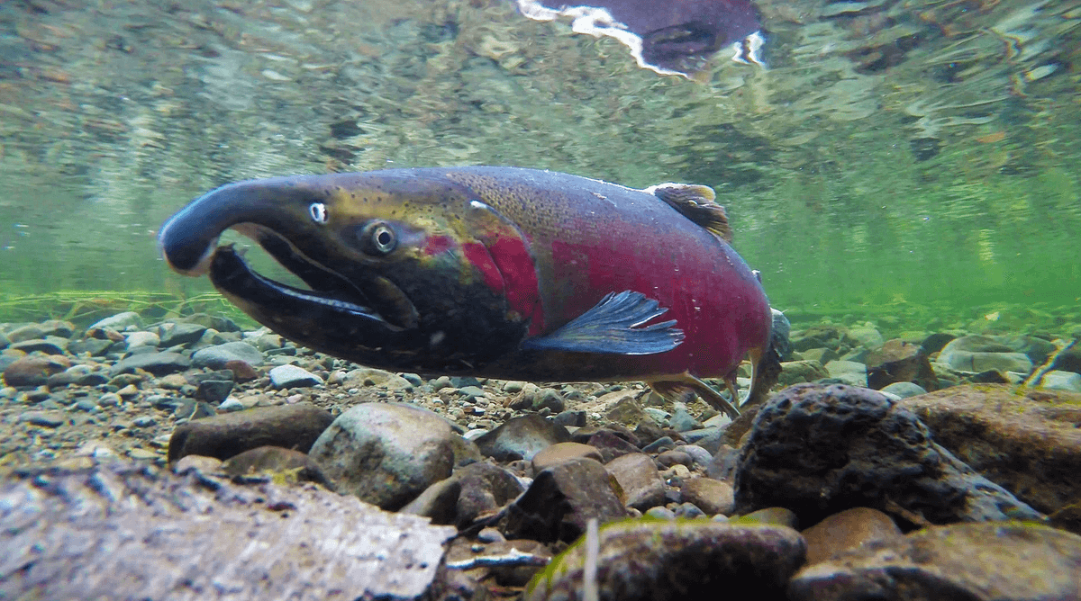 Hidden 'Beneath the Surface,' Freshwater Fish Migrations Collapsing ...