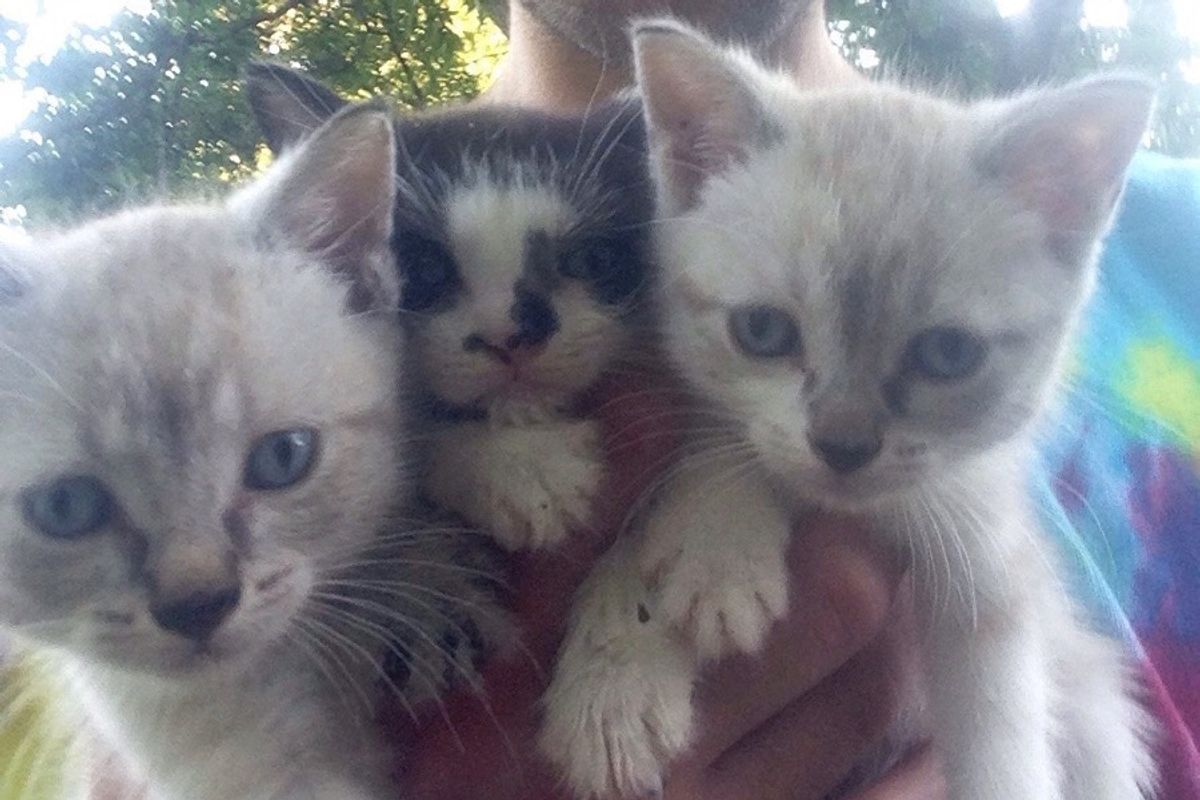Man Found 3 Kittens Under a Gazebo, and Was Chosen by One