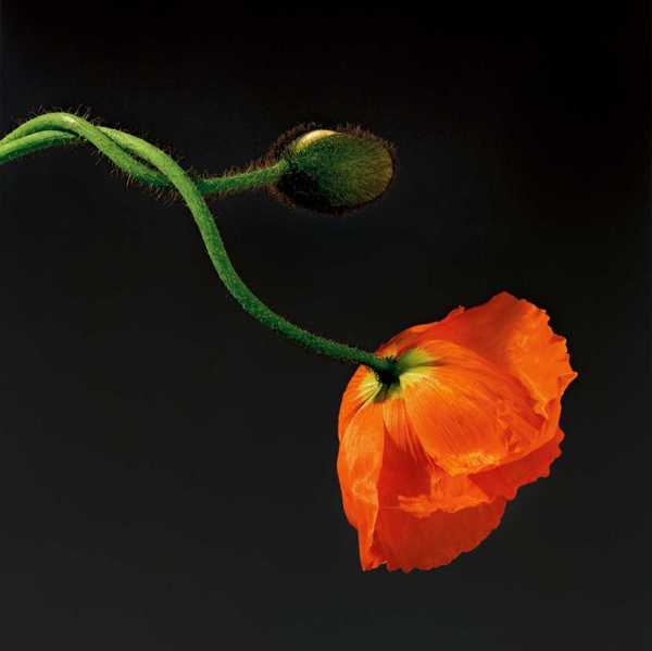 Robert Mapplethorpe in mostra a Palazzo Reale di Milano