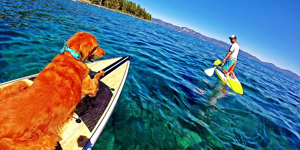 All the Dog-Friendly Spots to Play With Your Pooch in Tahoe - 7x7 Bay Area