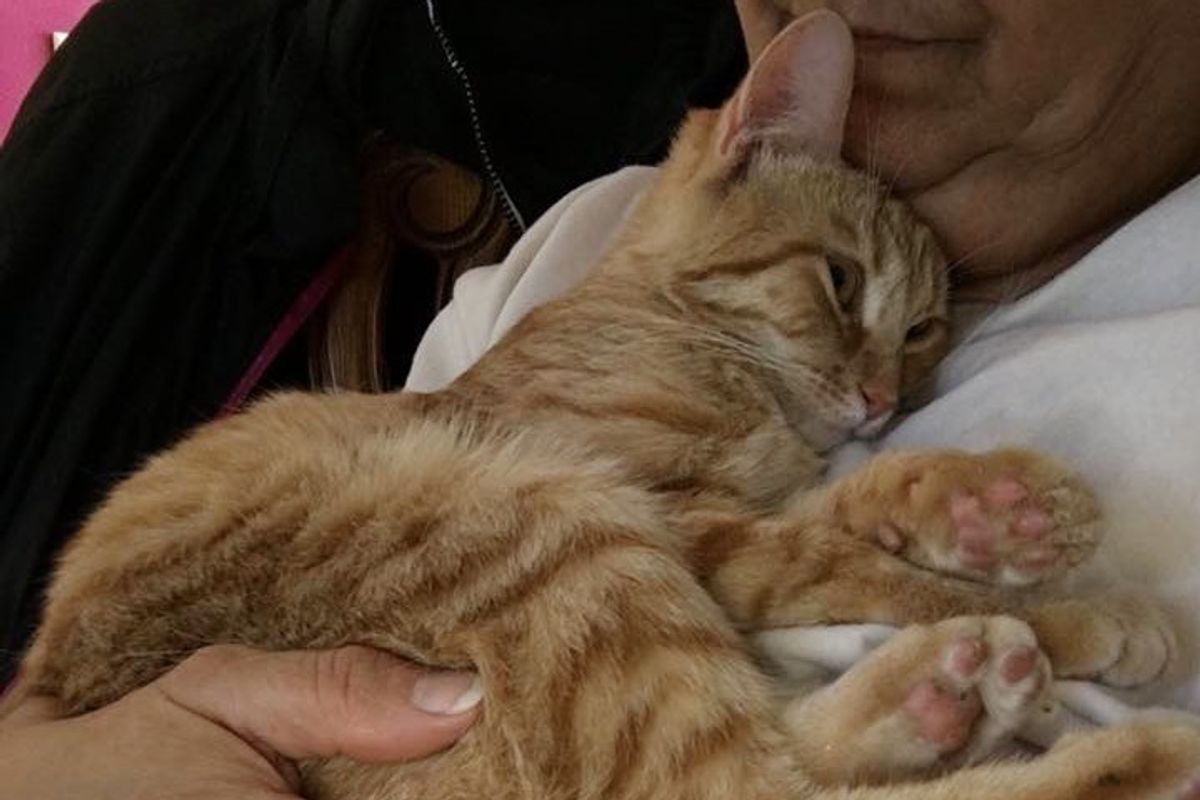 Woman Saves Kitten from Death Row in the Nick of Time and Turns Her Life Around with Love