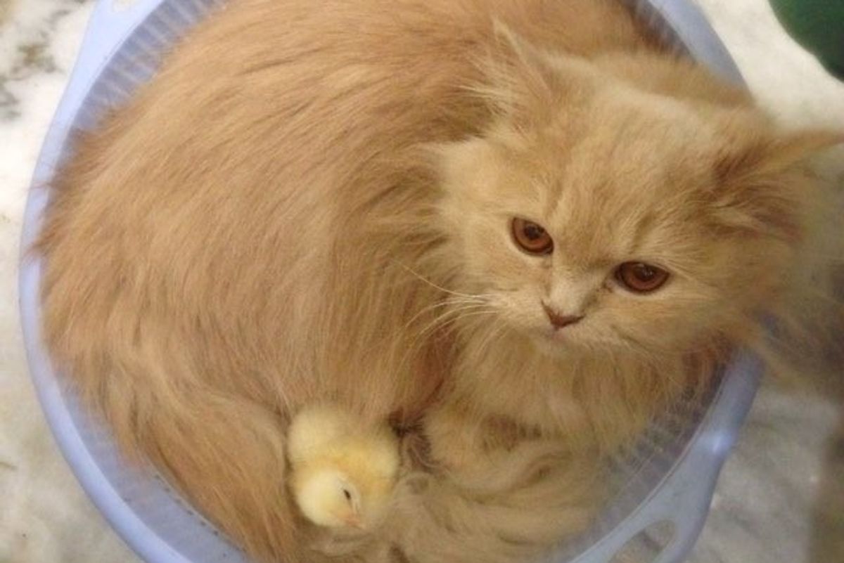 Bonnie the Cat Decides to Become Mom to Two Little Chicks