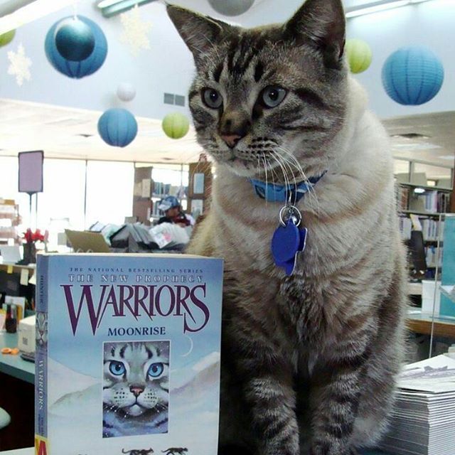 Library Cat is Being Taken Away from the Place He Calls Home After 6 ...