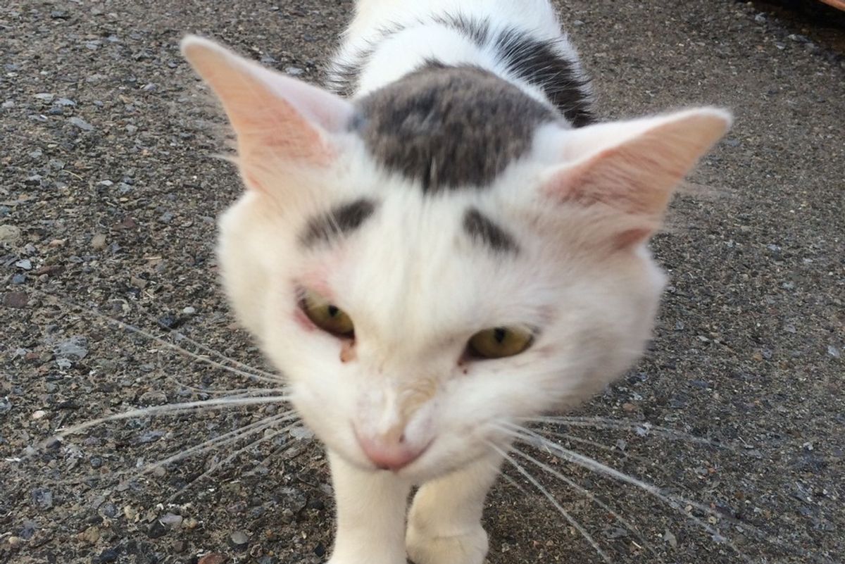 Stray Cat with Eyebrow Like Markings Walks Up to Woman for Cuddles