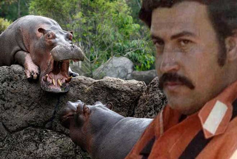 Pablo Escobar’s Hippos Wreaking Havoc In Colombian Countryside